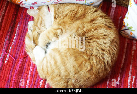 Yunnan chine gros chat dormir sur le canapé Banque D'Images