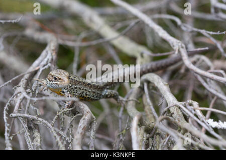 Homme lézard commun, également connu sous le lézard vivipare (Zootoca vivipara) montrant ses dessous orange Banque D'Images