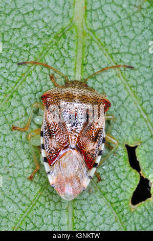 Bouclier de bouleau-bug (Elasmostethus Interstinctus) gardiennage oeufs Banque D'Images