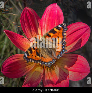 Petit papillon écaille Aglais urticae sur une fleur de cosmos rouge avec des ailes grandes ouvertes prises dans le Staffordshire en Angleterre Banque D'Images