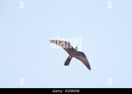 Eleonora's Falcon (Falco eleonorae), volant au-dessus à la recherche vers le bas, Essaouira, Maroc. Banque D'Images