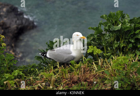 Une sea gull goéland argenté assise sur le bord d'une falaise entre certaines mauvaises herbes vertes et feuillage avec un bec jaune et de la mer ci-dessous Banque D'Images