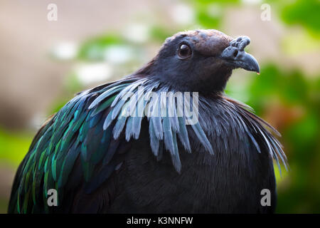 Pigeon nicobar oiseau avec plumes autour du cou Banque D'Images