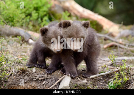 Les jeunes ours brun dans la forêt. Portrait de l'ours brun. Animal dans la nature de l'habitat. Cub de l'ours brun sans mère. Banque D'Images