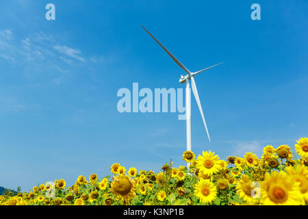 Éoliennes debout dans champ de tournesol sur un ciel bleu profond. Un concept écologique de l'énergie renouvelable Banque D'Images