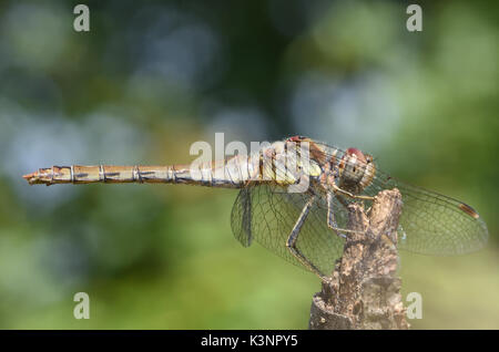 Un homme politique (Sympetrum striolatum libellule dard) repose sur un bâton. Bedgebury Forêt, Kent, UK Banque D'Images