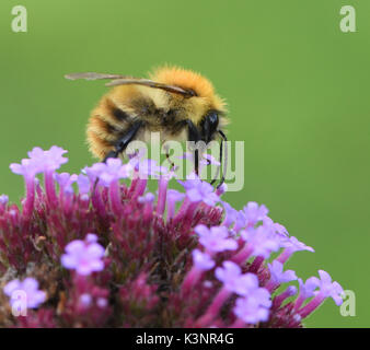 Un ouvrier cardeur commun bee (Bombus pascuorum) forages sur une verveine bonariensis capitule. Bedgebury Forêt, Kent, UK. Banque D'Images