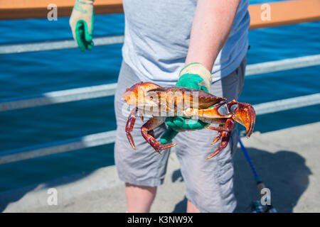 Crabe commun rouge dans la main de l'Homme Banque D'Images