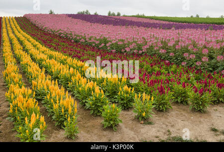 Les lignes colorées d'une manière extravagante de cockscomb et araignée Cleome hassleriana (fleurs) dans les domaines de l'Shikisai no Oka, Hokkaido, Japon Banque D'Images