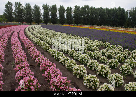 Les bégonias colorés à la ferme Tomita à Nakafurano, Hokkaido, Japon Banque D'Images