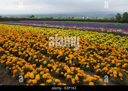 Fleurs de couleur (Tagetes erecta) à la ferme Tomita à Nakafurano, Hokkaido, Japon Banque D'Images