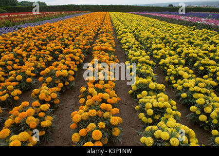 Fleurs de couleur (Tagetes erecta) à la ferme Tomita à Nakafurano, Hokkaido, Japon Banque D'Images