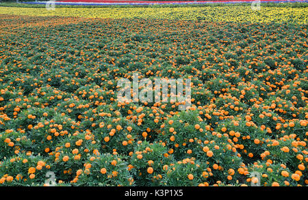 Fleurs de couleur (Tagetes erecta) à la ferme Tomita à Nakafurano, Hokkaido, Japon Banque D'Images