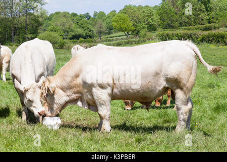 Boeuf Charolais blanc bull et manger de la vache d'un bloc de pierre à lécher pour les suppléments minéraux ensemble dans un printemps vert pâturage dans une vue en gros fournissant Banque D'Images