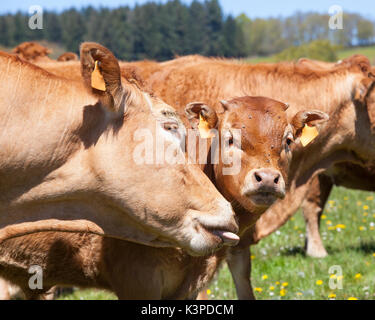 Vache Boeuf Limousin lécher le visage de son veau mâle de 1 an dans un pâturage de printemps lors du toilettage. Fermer plus la tête et sa langue Banque D'Images