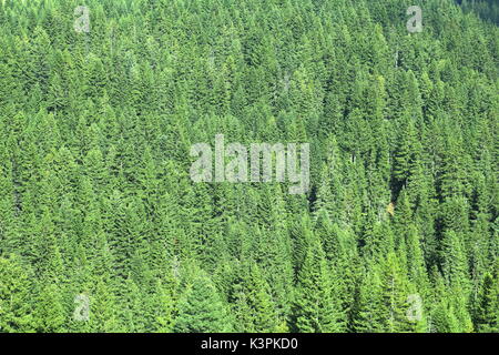 Vert dense de conifères tempérées dans les montagnes à la frontière entre le Monténégro et le Kosovo Banque D'Images