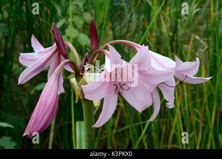 Crinum x powellii powellii rose Crinumx Rosum swamp lily Banque D'Images