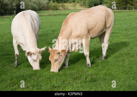 Deux vaches Jersey paissant dans un pâturage dans les Pays-Bas Banque D'Images