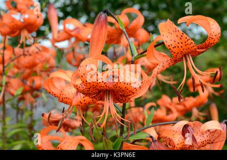 Tiger Lily Lilium Lancitolium Lily fossé grosse orange fleurs pétales couverts avec des taches Banque D'Images