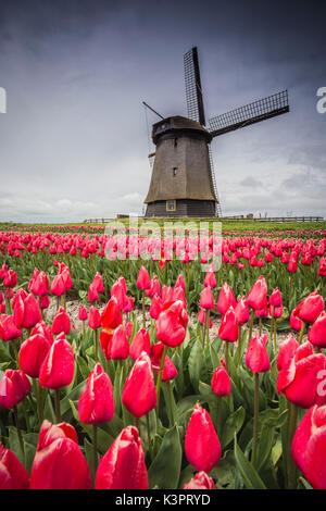 Moulin à vent et les champs de tulipes, Alkmaar, Pays-Bas polder Banque D'Images