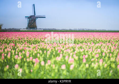 Moulin à vent et les champs de tulipes, Alkmaar, Pays-Bas polder Banque D'Images