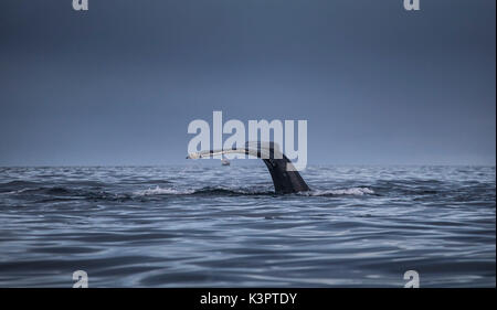L'île de Senja, Mefjordvaer, Norvège Banque D'Images