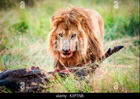 Le Masai Mara National Reserve, Kenya, Afrique. Lion (Panthera leo) de manger une proie. Banque D'Images