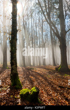 Sassofratino Foreste Casentinesi, Réserve de parc national, Badia Prataglia, Toscane, Italie, Europe. Rayons de soleil dans la brume. Banque D'Images