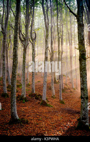 Sassofratino Foreste Casentinesi, Réserve de parc national, Badia Prataglia, Toscane, Italie, Europe. Rayons de soleil dans la brume Banque D'Images