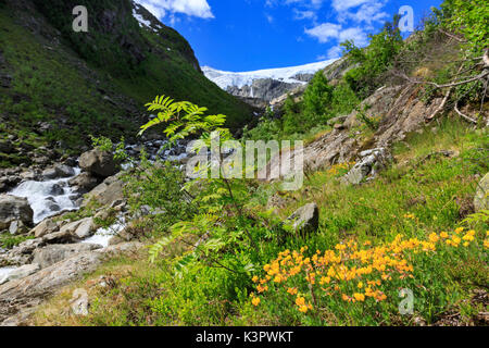 Des fleurs sur le chemin de la Buer dans le Parc National Glacier Folgefonna, Odda, Hordaland, Norvège Banque D'Images