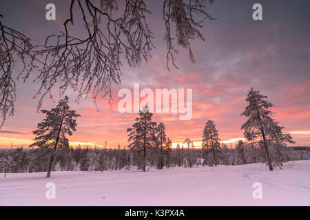 La lumière rose de l'Arctique coucher du soleil illumine le Snowy Woods Vennivaara Laponie Rovaniemi Finlande Région Europe Banque D'Images