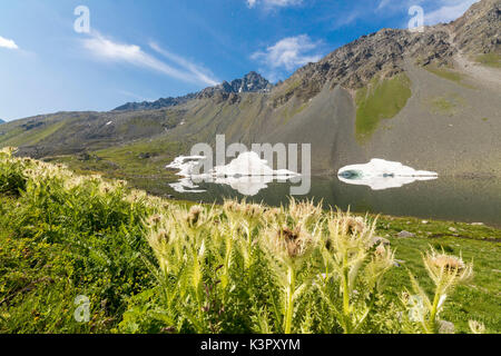 Le châssis du Cirsium plantes Lac alpin de la Flüela Schottensee canton des Grisons Engadine Suisse Europe Banque D'Images