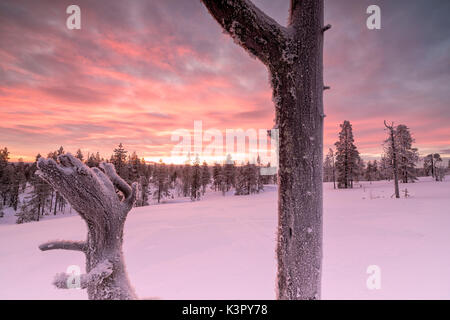 La lumière rose de l'Arctique coucher du soleil illumine le Snowy Woods Vennivaara Laponie Rovaniemi Finlande Région Europe Banque D'Images