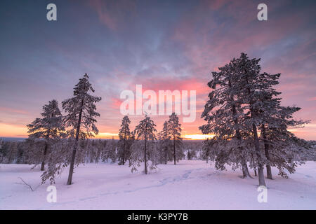 La lumière rose de l'Arctique coucher du soleil illumine le Snowy Woods Vennivaara Laponie Rovaniemi Finlande Région Europe Banque D'Images