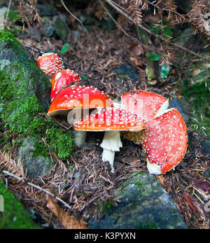 En automne il est facile de trouver de l'Amanita muscaria, les champignons hautement toxiques qui pousse dans de nombreux bois. Alpes. Lombardie Italie Europe Banque D'Images