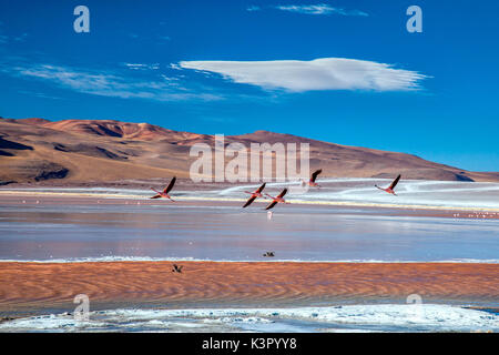 Des flamants survolant la Laguna Colorada (rouge), un lac salé peu profond dans le sud-ouest de l'Altiplano de Bolivie, au sein de la faune andine Eduardo Avaroa Réserve Nationale et près de la frontière avec le Chili - Bolivie l'Amérique du Sud Banque D'Images