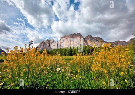 Le printemps à Cortina d'Ampezzo avec des fleurs en faisant un cadre idéal pour le groupe dolomitique de Pomagagnon, Dolomites, Trentin-Haut-Adige Italie Europe Banque D'Images