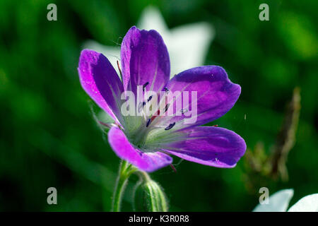 Geranium sylvaticum, géranium sanguin geranium forestiers, bois, est une espèce de passereau de la famille des Géraniacées, originaire d'Europe et le nord de la Turquie. Lombardie Italie Europe Banque D'Images