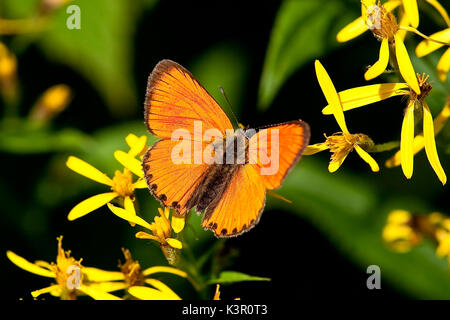 Un peu de cuivre ou de papillon Lycaena Virgaureae allongé sur certaines fleurs alpines Lombardie Italie Europe Banque D'Images