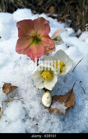 Helleborus niger, communément appelée rose de Noël ou hellébore noir, est une plante vivace à feuilles persistantes dans la famille, Ranunculaceae. Lombardie Italie Europe Banque D'Images