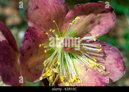 Helleborus niger, communément appelée rose de Noël ou hellébore noir, est une plante vivace à feuilles persistantes dans la famille, Ranunculaceae Lombardie Italie Europe Banque D'Images