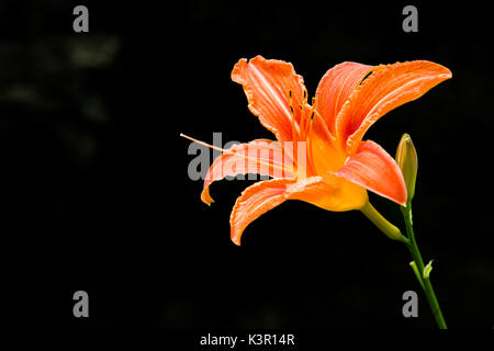 Lilium bulbiferum ou lys orange Lombardie Italie Europe Banque D'Images