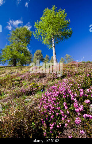 Erica carnea (hiver Heath, la floraison d'hiver, printemps, Heather bruyère alpine heath) est une espèce de plantes de la famille des Ericaceae originaire de zones montagneuses d'Europe centrale et du sud, où elle pousse dans les forêts de conifères ou des pentes pierreuses Banque D'Images