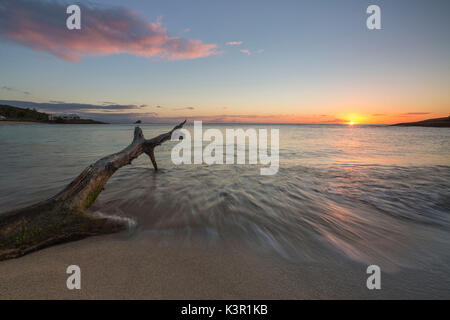 Vagues sur un tronc d'arbre sur la plage encadrée par le coucher du soleil des caraïbes d'Eretmochelys imbricata Bay Antigua-et-Barbuda Antilles Îles sous le vent Banque D'Images