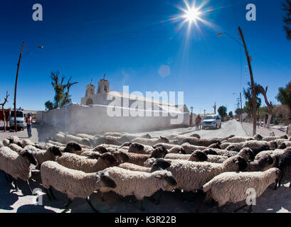 Un troupeau de moutons traversant la route principale de Chiu Chiu une ville au Chili qui a été l'un des arrêts sur la piste de l'Inca et est toujours une halte pour les voyageurs dans le désert. L'Amérique du Sud Banque D'Images