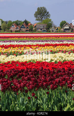 Champs de tulipes multicolores le village bâti au printemps Berkmeer Koggenland North Holland Pays-bas Europe Banque D'Images