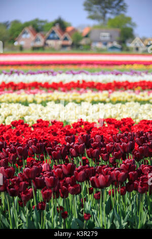 Champs de tulipes multicolores le village bâti au printemps Berkmeer Koggenland North Holland Pays-bas Europe Banque D'Images