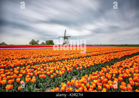 Nuages de printemps sur les champs de tulipes multicolores et moulin à vent Berkmeer Koggenland North Holland Pays-bas Europe Banque D'Images