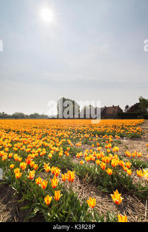 Le jaune et l'orange couleur tulipes au printemps le paysage du parc de Keukenhof Lisse Hollande Pays-Bas Europe du Sud Banque D'Images