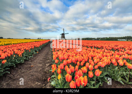 Nuages de printemps sur les champs de tulipes multicolores et moulin à vent Berkmeer Koggenland North Holland Pays-bas Europe Banque D'Images